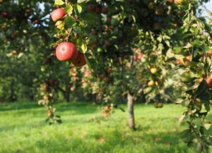 apple orchard watered by reclaimed greywater