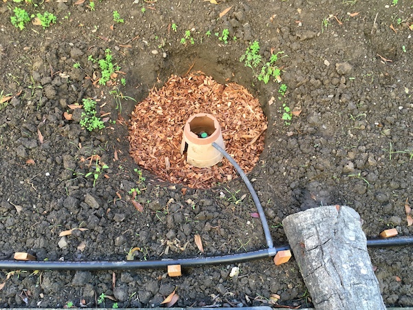 greywater mulch basin with splash shield in place