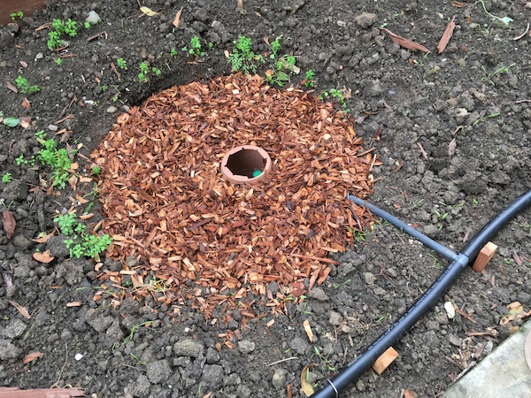 greywater distribution basin filled with wood chips