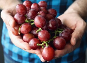 grapes grown in a greywater oasis