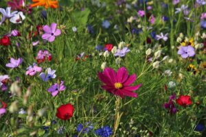 greywater irrigated wildflowers