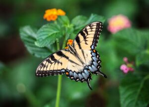 butterflies and other pollinators thrive in greywater gardens