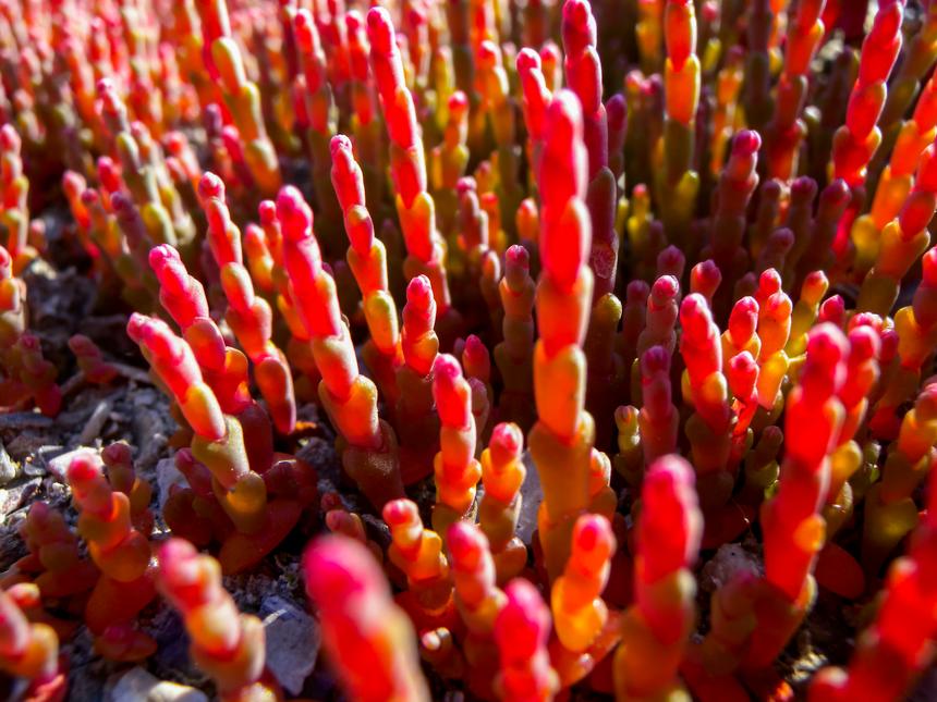 Сommon glasswort (Salicornia europaea),