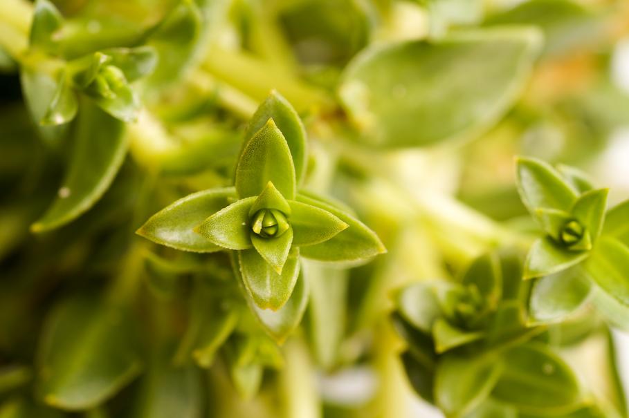 Green Sea Sandwort